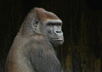 213 - GORILLAPORTRET - LYBAERT DANIEL - netherlands <div